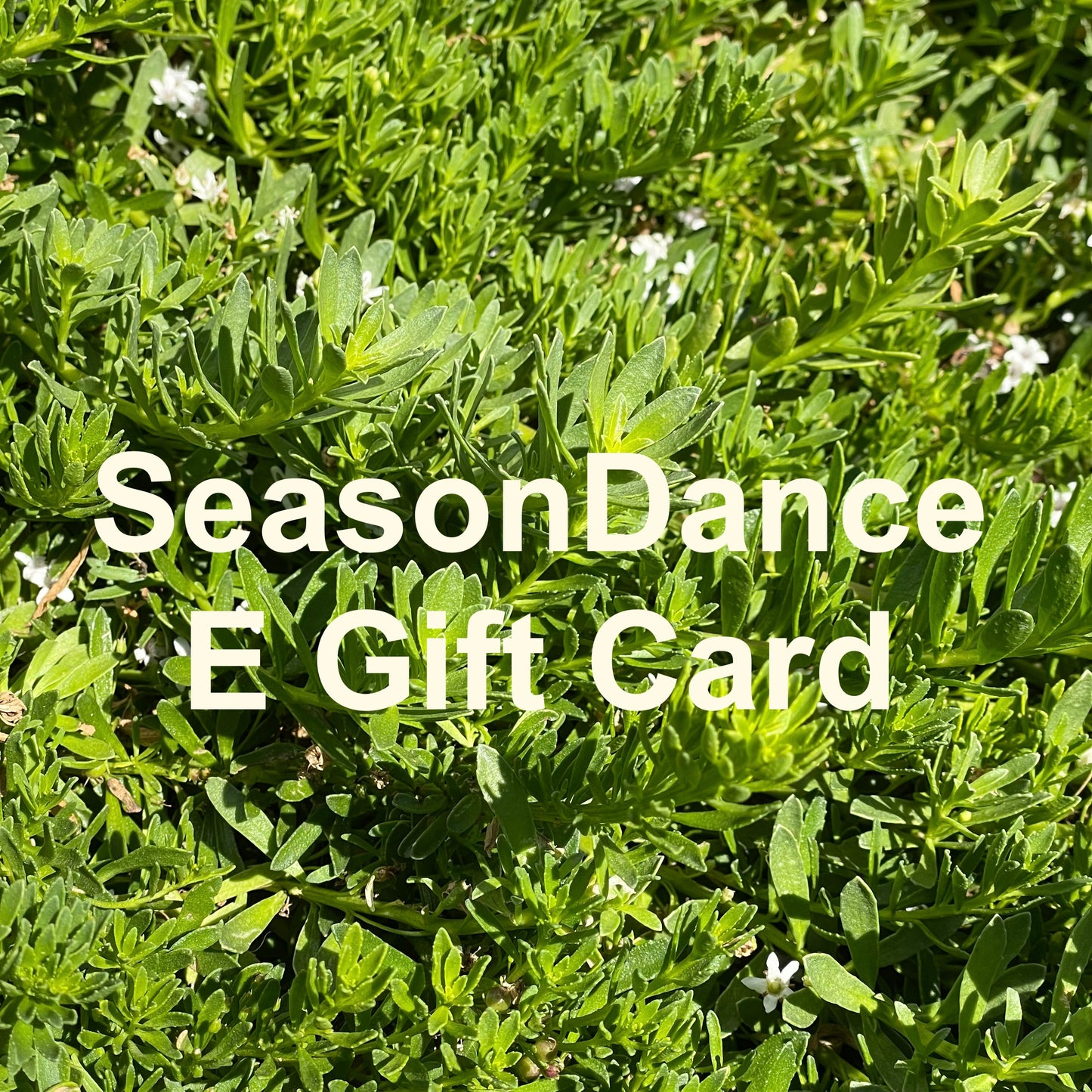 SeasonDance E Gift Card